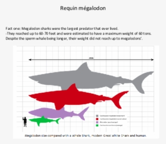 Whale Shark And Megalodon, HD Png Download, Transparent PNG