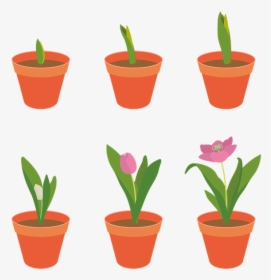 Tulip, Flowers, Garden, Plants, Growth, Spring, Pink - Crescimento Planta Png, Transparent Png, Transparent PNG