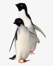Baby Penguin Transparent Background, HD Png Download, Transparent PNG
