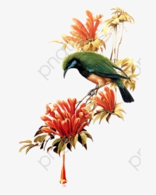 Flying Bird Clipart Cute - Beautiful Birds Flying Png, Transparent Png, Transparent PNG