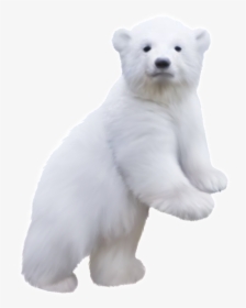Polar Bear Clip Art - Baby Polar Bear Png, Transparent Png, Transparent PNG