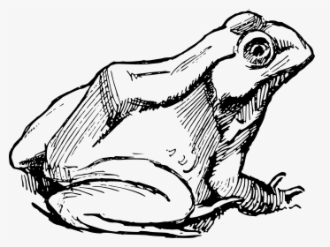 Simple Frog Clip Arts - Frog Drawing Png, Transparent Png, Transparent PNG
