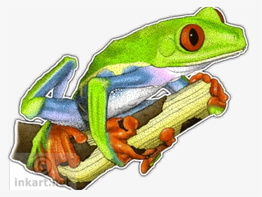Green Frog Clipart Red Eyed Tree Frog - Rana De Hoja De Ojos Rojos Dibujo, HD Png Download, Transparent PNG