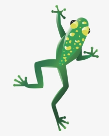 Frog Png - Transparent Background Frog Clipart, Png Download, Transparent PNG