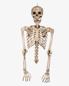 Drawn Skeleton Torso - Skeleton Torso Png, Transparent Png, Transparent PNG