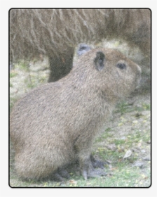 Capybara Baby Blanket 40 X50 - Capybara, HD Png Download, Transparent PNG
