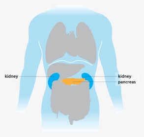 This Is Where The Pancreas Is Situated In The Torso - Cartoon, HD Png Download, Transparent PNG