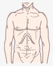 Body Part Chest Clipart, HD Png Download, Transparent PNG