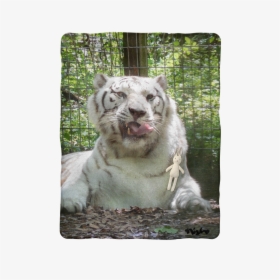 Snow Leopard, HD Png Download, Transparent PNG