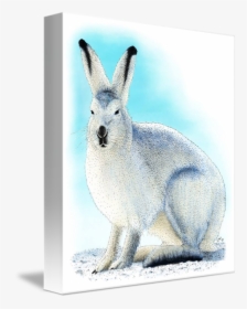 Hares Drawing Arctic Hare - Domestic Rabbit, HD Png Download, Transparent PNG