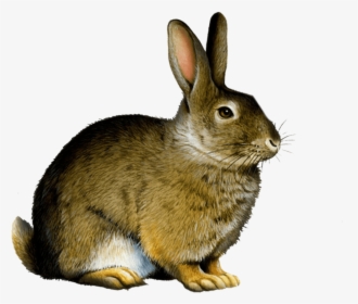 Bunny Rabbit Png - Rabbit Png, Transparent Png, Transparent PNG