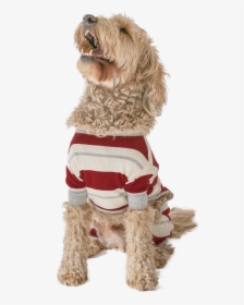 Country Stripe - Labradoodle, HD Png Download, Transparent PNG