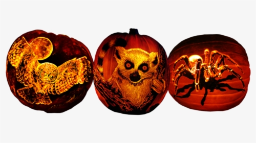 Creepy Critter Pumpkins - Jack O Lantern, HD Png Download, Transparent PNG