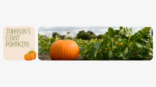Transparent Real Pumpkin Png - Pumpkin In A Field, Png Download, Transparent PNG