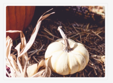 Fancy Pumpkin - Pumpkin, HD Png Download, Transparent PNG