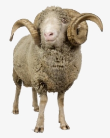 Sheep Png Image - Horn Sheep Png, Transparent Png, Transparent PNG