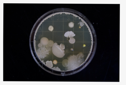 Fungal And Bacterial Colonies Growing On A Petri Dish - Hd Bacterias, HD Png Download, Transparent PNG
