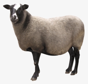 Sheep Png Image - Sheep Png, Transparent Png, Transparent PNG