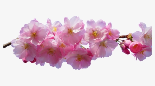 Transparent Cherry Blossom Png - Transparent Background Cherry Blossom Transparent Png, Png Download, Transparent PNG