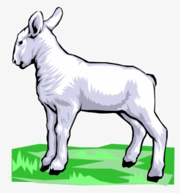 Vector Illustration Of Newborn Baby Lamb Sheep Standing, HD Png Download, Transparent PNG