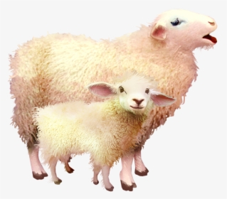 #sheep #mama #baby #freetoedit - Baby Sheep Png, Transparent Png, Transparent PNG