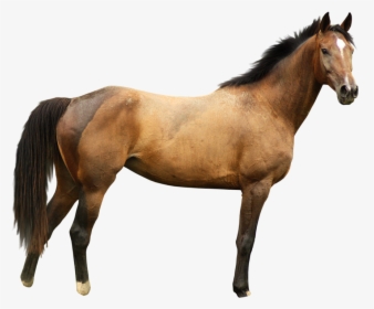 Download Horse Png Transparent Images Transparent Backgrounds - Horse Png, Png Download, Transparent PNG