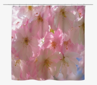 Transparent Cherry Blossom Tree Png - Cherry Blossom, Png Download, Transparent PNG