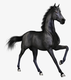 Black Race Horse - Black Horse Png Hd, Transparent Png, Transparent PNG