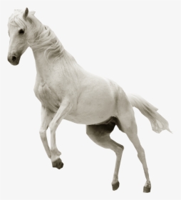 White Horse Jumping Png Image - White Horse Jumping Png, Transparent Png, Transparent PNG