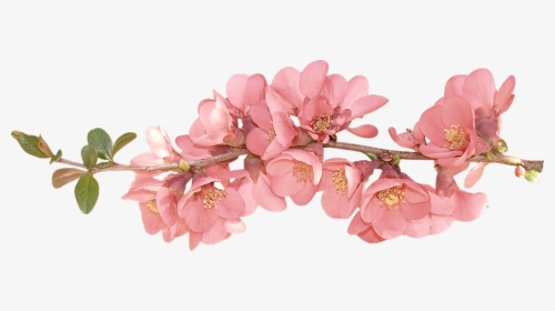 Transparent Spring Blossom - Transparent Background Spring Flowers Transparent, HD Png Download, Transparent PNG
