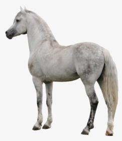 Horse Png Clipart - White Horse Png, Transparent Png, Transparent PNG