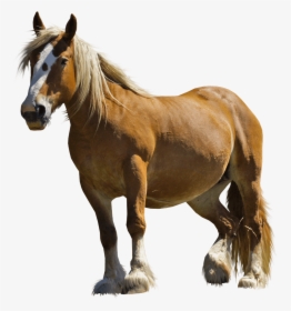 Farm Horse - Horse Png, Transparent Png, Transparent PNG