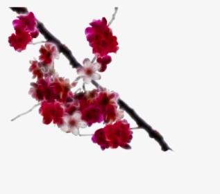 Download Cherry Blossom Clipart - Red Cherry Blossom Png Real, Transparent Png, Transparent PNG
