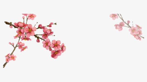 South Korea Flower Illustration - Korean Cherry Blossom Drawing, HD Png Download, Transparent PNG