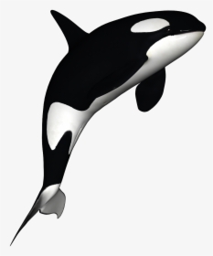 Transparent Whale Clip Art - Orca With No Background, HD Png Download, Transparent PNG