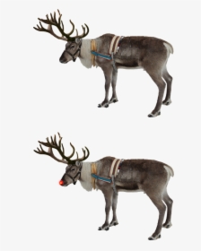 Reindeer, Red Nose, Rudolph, Isolated, Christmas - Watercolor Reindeer, HD Png Download, Transparent PNG