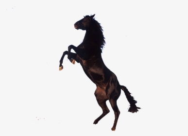 Download Horse Png - Brown Horse Transparent Background, Png Download, Transparent PNG
