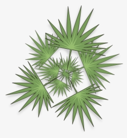 Saw Palmetto, HD Png Download, Transparent PNG
