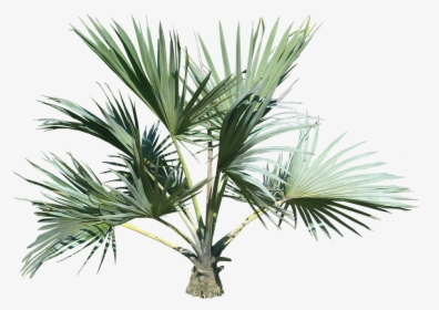Small Palm Tree Png, Transparent Png, Transparent PNG