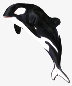 Killer Whale,marine Dolphin,fin,common Common Dolphin,common - Png Whale, Transparent Png, Transparent PNG