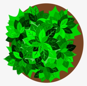 Plant,leaf,tree - Plants Clipart Top View, HD Png Download, Transparent PNG