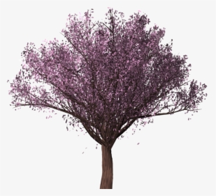 Transparent Cherry Blossom Tree Png - Drzewo Wiśni Png, Png Download, Transparent PNG