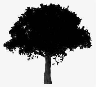 Maple Tree Illustration, HD Png Download, Transparent PNG