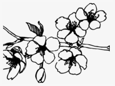 Cherry Blossom Black And White Png, Transparent Png, Transparent PNG