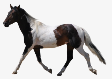 Horses With No Background, HD Png Download, Transparent PNG