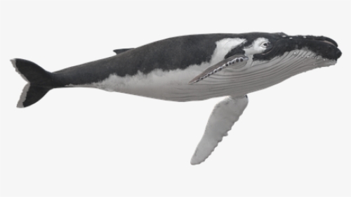 Wal, Humpback Whale, Animal, Maritime - Killer Whale, HD Png Download, Transparent PNG
