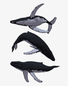 Whale, Whales, Humpback, Baleen, Animal, Mammal, Sea - Humpback Whale White Background, HD Png Download, Transparent PNG