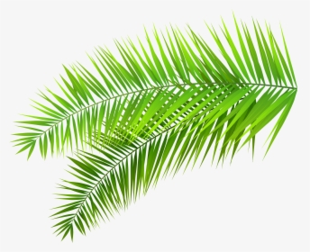 Decoration Png Clip Art - Palm Leaf Transparent Background, Png Download, Transparent PNG