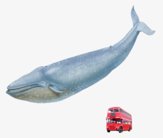 Blue Whale Red London Bus - Blue Whale Transparent Real, HD Png Download, Transparent PNG