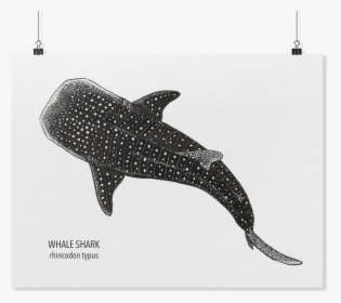 Whale Shark Art, HD Png Download, Transparent PNG